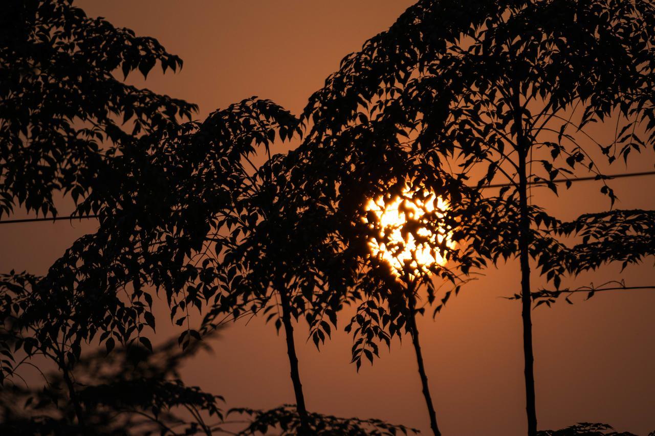 Hotel Tree Tops Sauraha Exterior foto